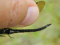 Somatochlora brevicincta