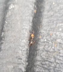 Camponotus sexguttatus