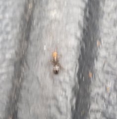 Camponotus sexguttatus