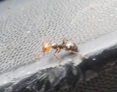 Camponotus sexguttatus