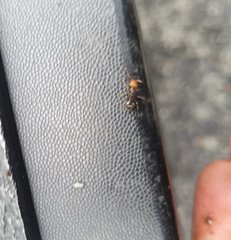 Camponotus sexguttatus