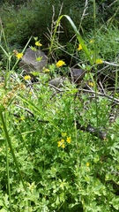 Lotus uliginosus