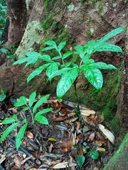 Amorphophallus hewittii