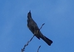 Hypsipetes amaurotis