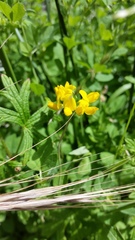 Lotus uliginosus