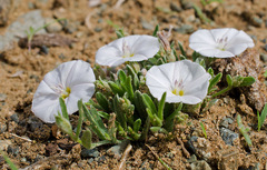 Convolvulus ammannii