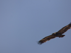 Aquila nipalensis