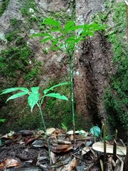 Amorphophallus hewittii