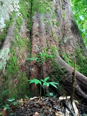 Amorphophallus hewittii