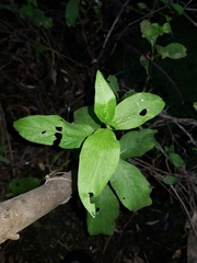 Angiospermae