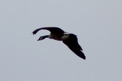 Branta canadensis moffitti