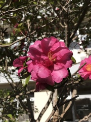 Camellia hiemalis