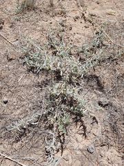 Atriplex leptocarpa