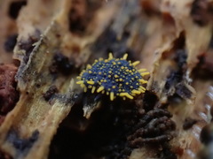 Holacanthella paucispinosa