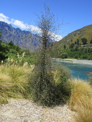 Plagianthus regius regius