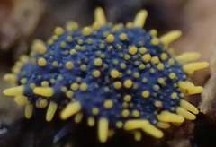 Holacanthella paucispinosa