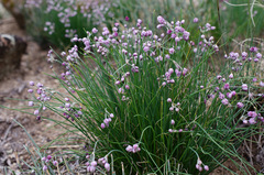 Allium anisopodium