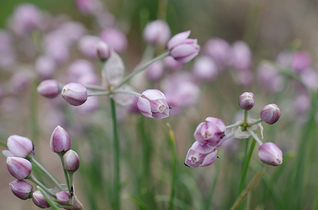Allium anisopodium