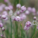 Allium anisopodium - Photo (c) petr_kosachev, algunos derechos reservados (CC BY-NC), subido por petr_kosachev