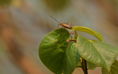 Poecilometis calidus