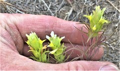 Orthocarpus barbatus