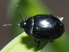 Phaedon armoraciae