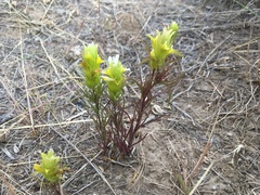 Orthocarpus barbatus