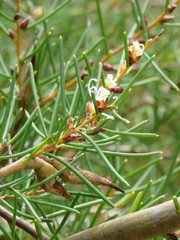 Hakea teretifolia