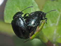Phaedon armoraciae