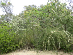 Hakea teretifolia
