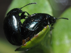 Phaedon armoraciae