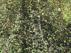Plagianthus regius regius