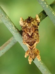 Stephanorhynchus curvipes