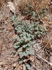 Euphorbia dallachyana