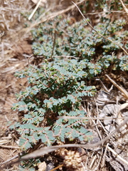 Euphorbia dallachyana