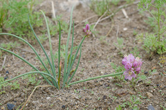 Allium mongolicum