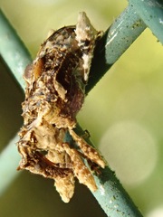 Stephanorhynchus curvipes