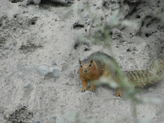 Notocitellus annulatus