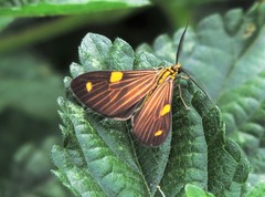Phaeochlaena lampra