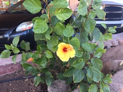 Hibiscus