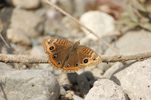 Common Mangrove Buckeye photo 3