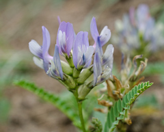 Astragalus tibetanus