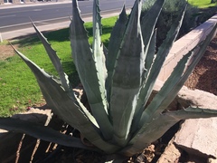 Agave