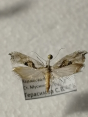Ypsolopha asperella