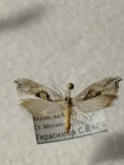 Ypsolopha asperella
