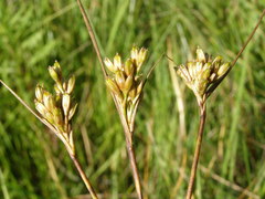 Juncus vaseyi