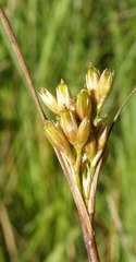 Juncus vaseyi