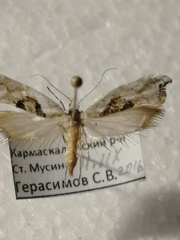 Ypsolopha asperella