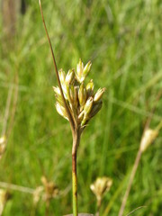 Juncus vaseyi