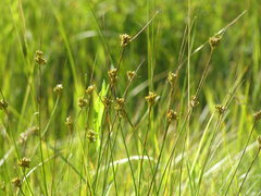 Juncus vaseyi